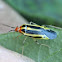 Four-lined plant bug