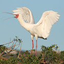 African Spoonbill