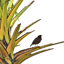 myna