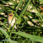 European Stonechat (immature male)