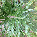 Lacy Tree Philodendron