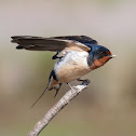 Barn Swallow