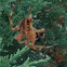 Unknown spotting