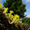 Pimienta de muros. Goldmoss Stonecrop