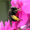 Long-horned Bee