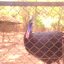 cassowary