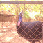 cassowary