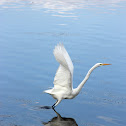 Great White Egret