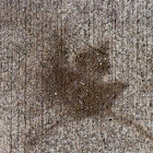 Red Maple tree leaf stain