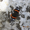 Red Admiral