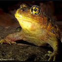 Eastern Spadefoot