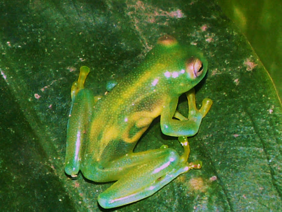 Spotting Image 1