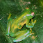 Glass frog