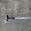 American Coot