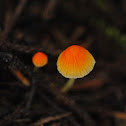 orange mycena