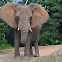 African Elephant