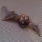 Fruit Bat