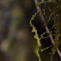 Moss-mimic Walking Stick (juvenile)