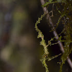 Moss-mimic Walking Stick (juvenile)