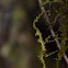 Moss-mimic Walking Stick (juvenile)