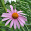 Purple Cone Flower