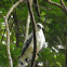 White Hawk