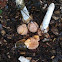 Grote stinkzwam (common stinkhorn)