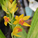Orquídea terrestre, Phaius joan heart goldie
