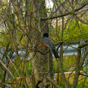 American Robin