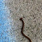 Hammerhead worm