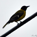 Black-headed Oriole