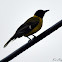 Black-headed Oriole