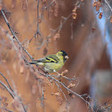 Hooded siskin; cabecita negra