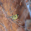 Hooded siskin; cabecita negra