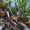 Spotted Dove