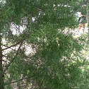 Atlantic white cedar