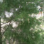 Atlantic white cedar