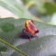 Leafhopper nymph