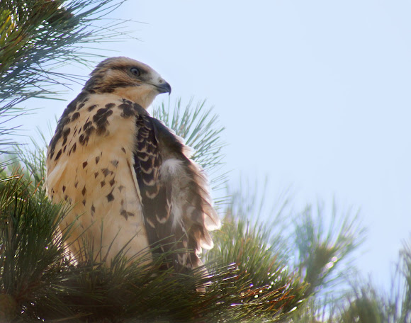 Spotting Image 1
