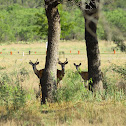 Whitetail Deer