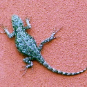 Green Spiny Lizard