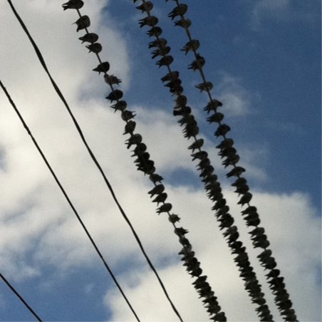 Spotting Image 1