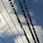 Pigeon