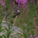 Marmotte