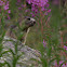 Marmotte