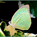 Mottled Emigrant Butterfly (Male)
