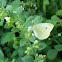Small White Butterfly