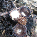 Birds nest fungus