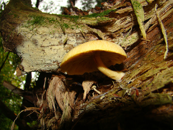 Spotting Image 1