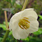 Mayapple